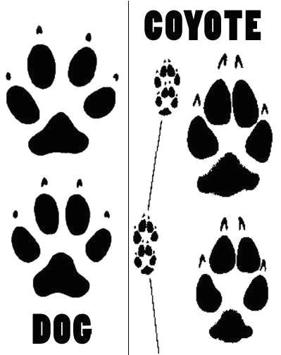 how to tell the difference between coyote dog tracks