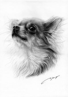 chihuahua drawing chihuahua art chihuahua tattoo dog portraits pencil art animal