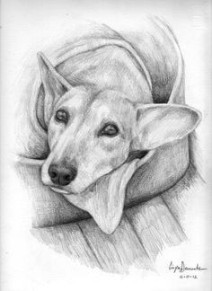 lana cane ritratto dog art pencil drawings dog sketches watercolor dogs