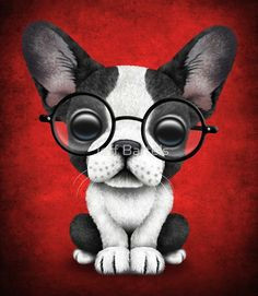 cute french bulldog puppy with glasses on deep red cute french bulldog french bulldog puppies