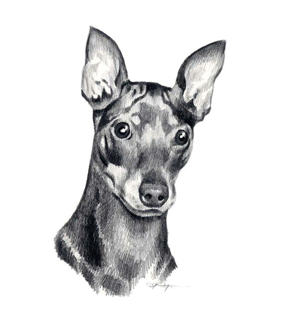 Drawing Of Dog with Name Miniature Pinscher Dog Pencil Drawing Art Print by Artist Dj Rogers