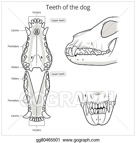 veterinary vector illustration teeth of the dog