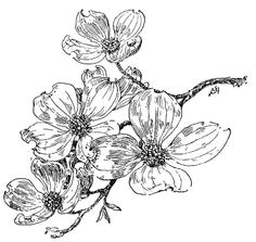 dogwood on my shoulder dogwood flower tattoos peonies tattoo flower sketches flower