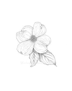 pen and ink dogwood flower google search dogwood flower tattoos dogwood flowers pink