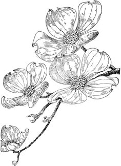 dogwood flower drawings flowering dogwood dogwood tattoo motif floral pencil drawings flower