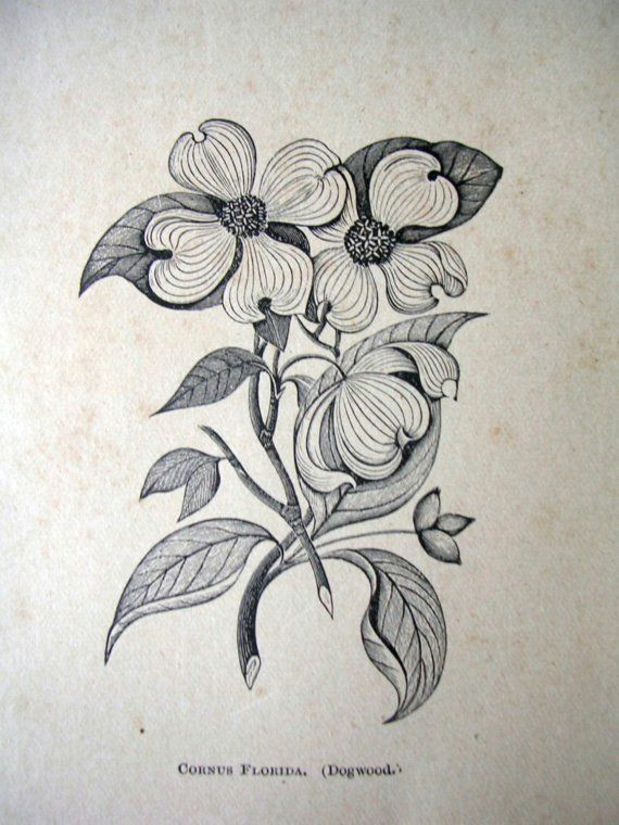 paper ephemera drawing of dogwood flower by dustydrawers on etsy