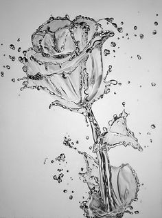water rose just add flower water artist said the quickest drawing i think i have ever done just to keep the whole water genre going i thought i would