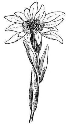edelweiss flower potrait of edelweiss flower coloring pages potrait of edelweiss flower coloring pages