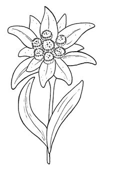 edelweiss flowers coloring pages fleur edelweiss quilling patterns mosaic patterns broderie simple