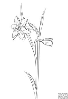 how to draw a daffodil flower step by step drawing tutorials for kids and beginners