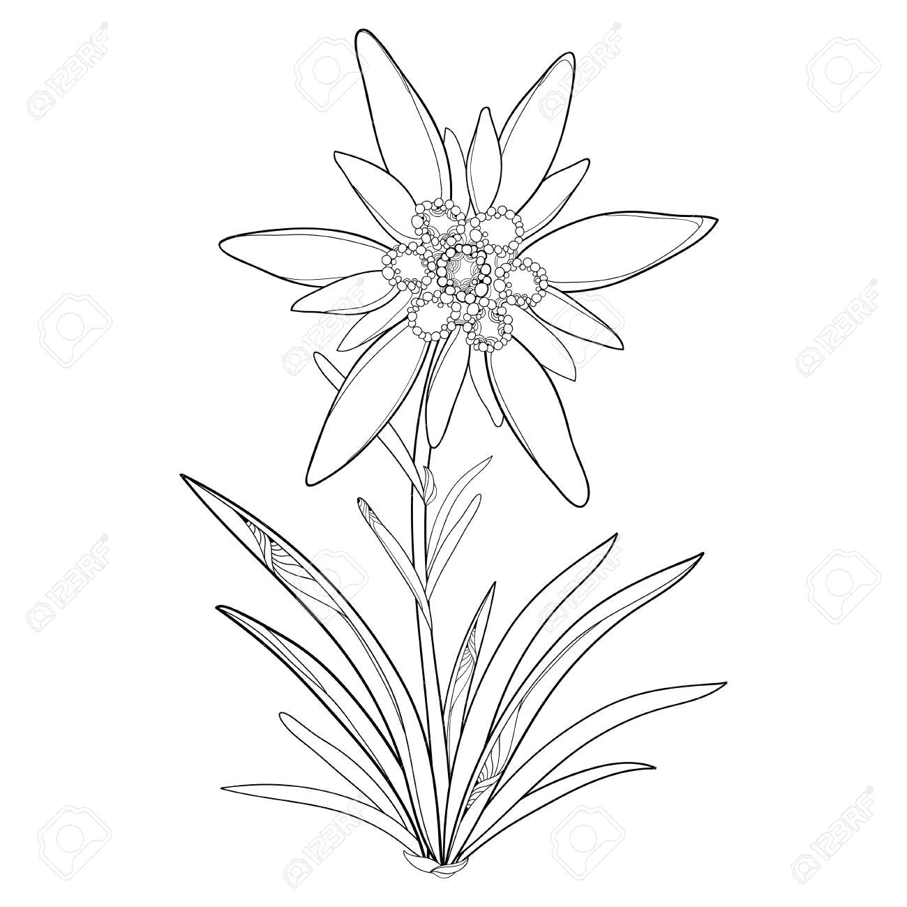 1300x1300 outline edelweiss or leontopodium alpinum flower and leaves