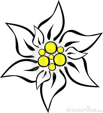 edelweiss flower drawing google search