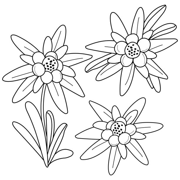 edelweiss flowers black and white coloring book page vector art illustration