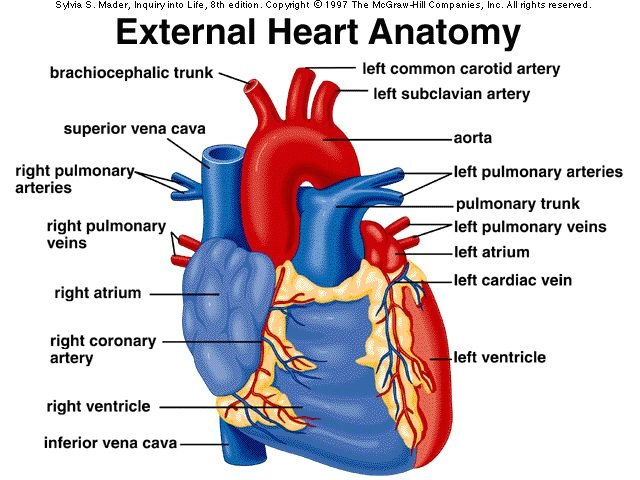 discover ideas about heart valves anatomy