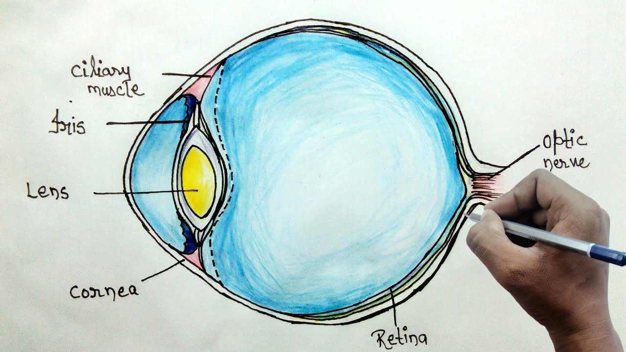 how to draw human eye diagram for beginners youtube eye model tutorial how to draw human