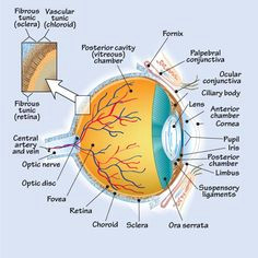 eye anatomy