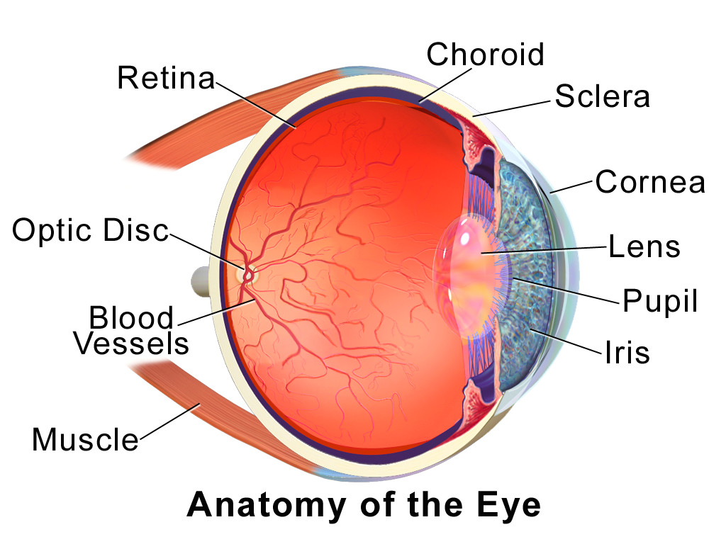 blausen 0388 eyeanatomy 01 png