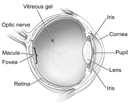 diagram of the eye