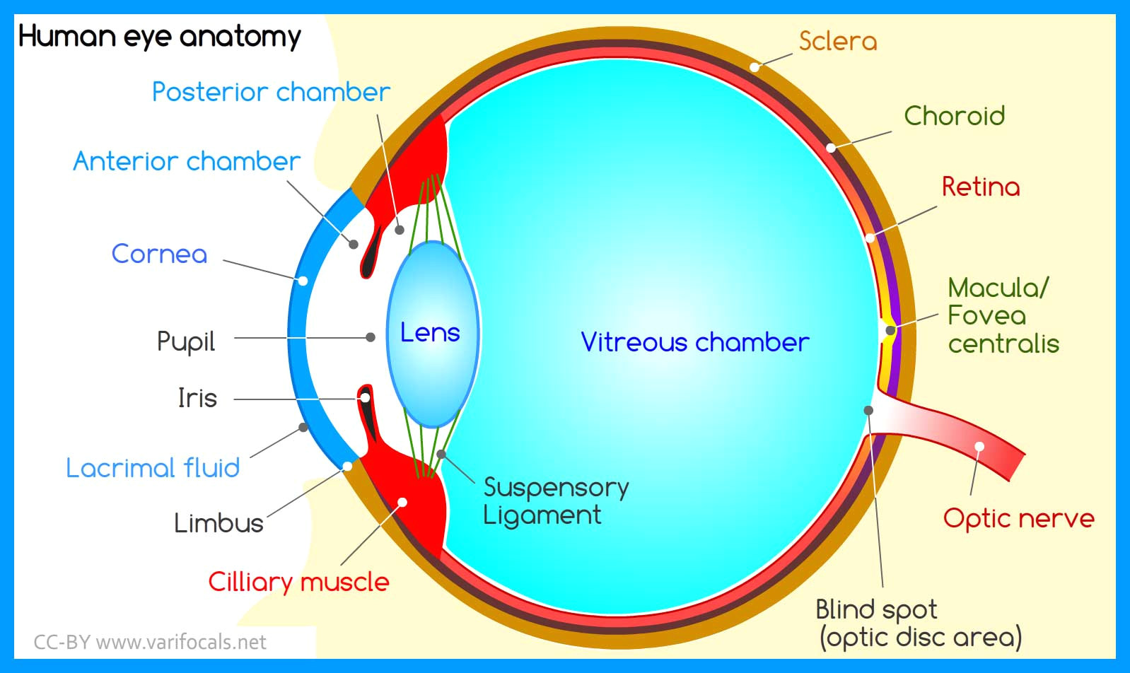 human eye anatomy