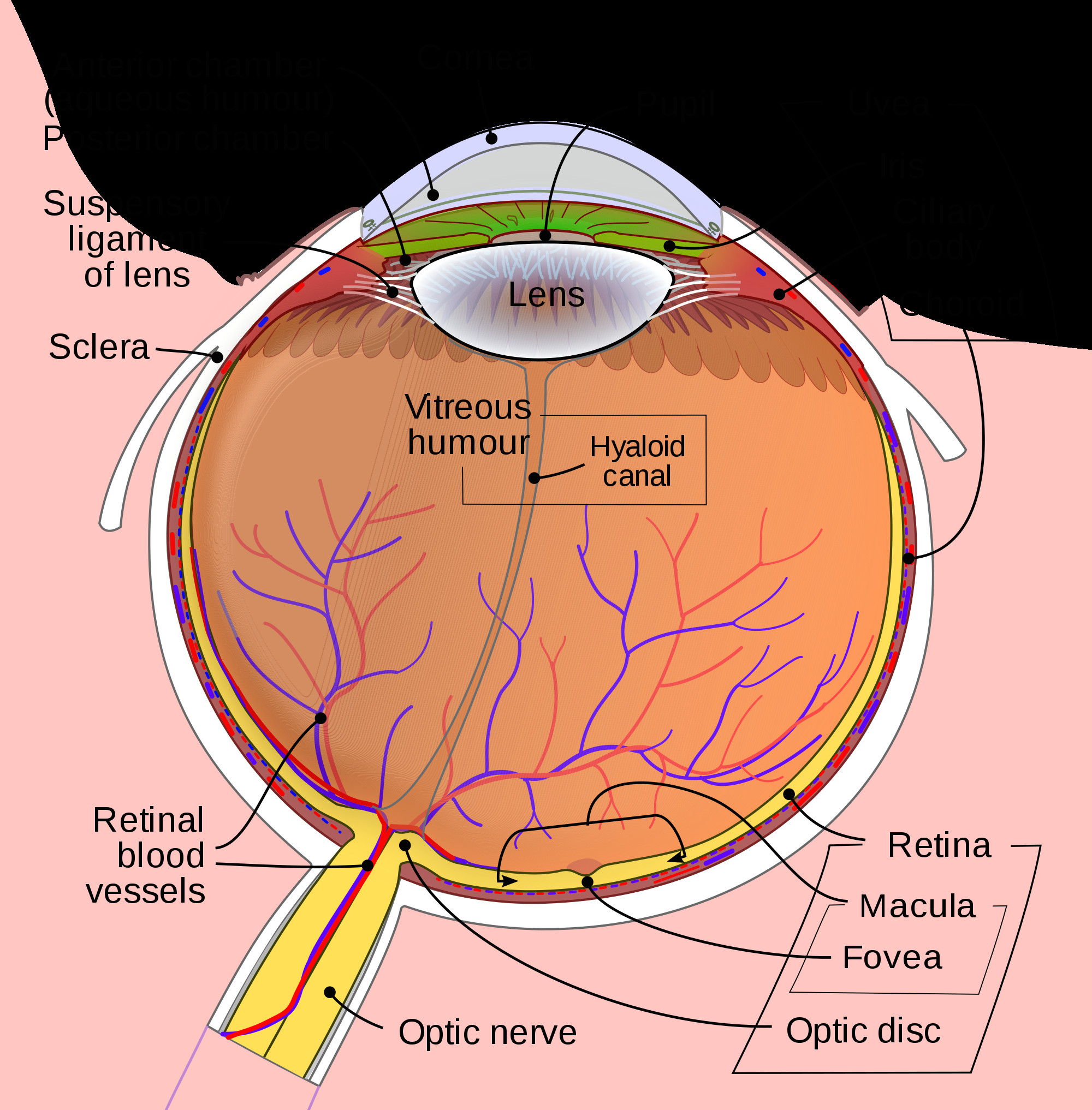 schematic diagram of the human eye en svg