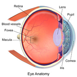 blausen 0389 eyeanatomy 02 png