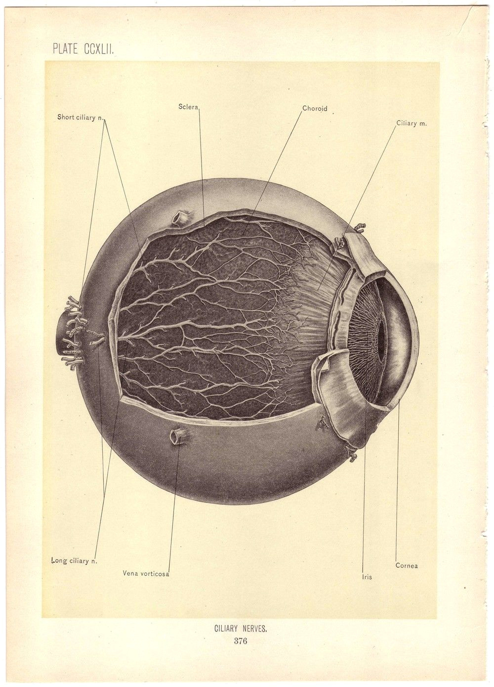 medical art medical drawings medical history vintage medical