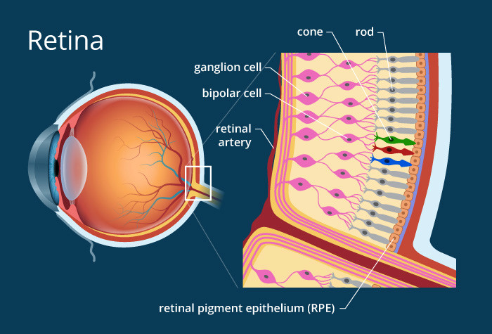 illustration of the retina of the eye