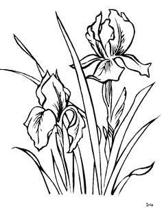 iris flower drawing iris flowers coloring pages