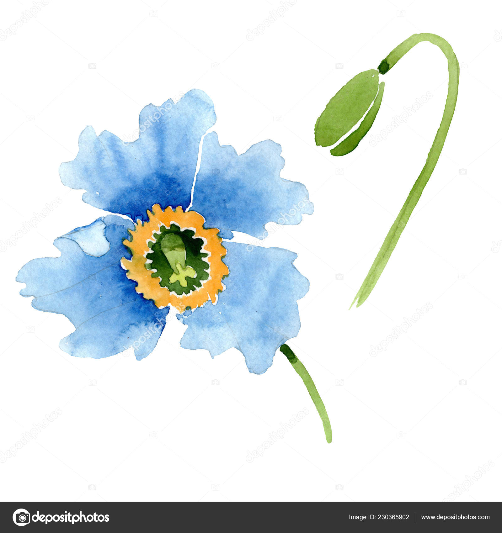 beautiful blue poppy flower and bud isolated on white watercolor background illustration watercolour drawing fashion aquarelle isolated poppy illustration