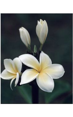 the fragrant champa finds itself in perfumes and incense oils whereflowersbloom plumeria flowers