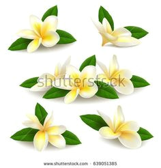 several realistic white yellow plumeria frangipani flowers with green leaves isolated on white