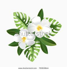 frangipani exotic flowers tropical leaves plumeria hawaiian plants monstera banana leaves