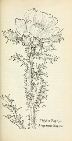 field book of western wild flowers drawing