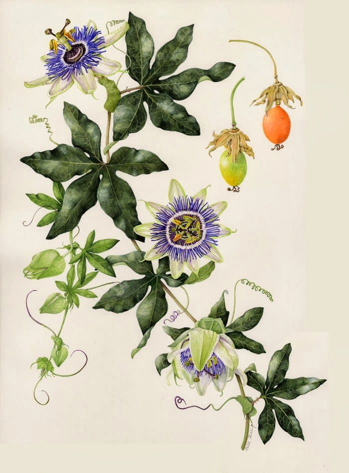 passion fruit flower growing passion fruit passion fruit plant botanical drawings botanical