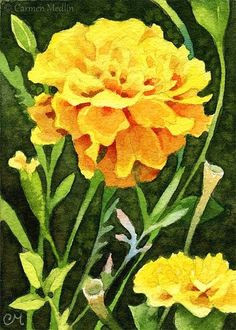 happy marigolds aceo watercolor painting marigold flower flower images flower art floral