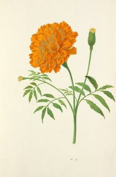 tagetes marigold tattoo marigold flower botanical drawings botanical prints botanical illustration