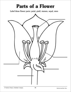 parts of a flower worksheet parts of a flower labeling practice page