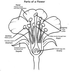 learn about plants with flower dissection