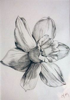 daffodil drawings black and white daffodil by tadaishar traditional art drawings landscapes scenery 2010