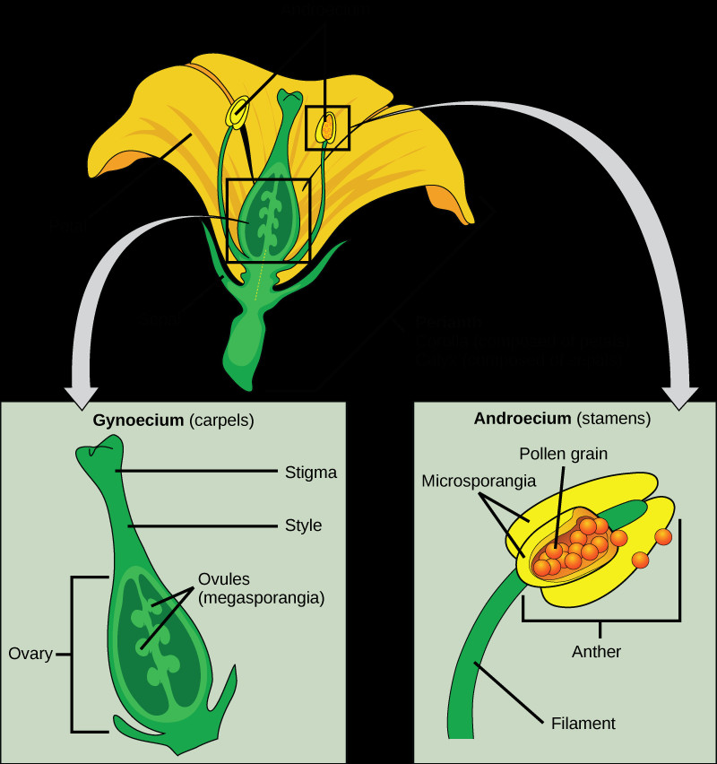 illustration shows parts of a flower which is called the perianth the corolla is