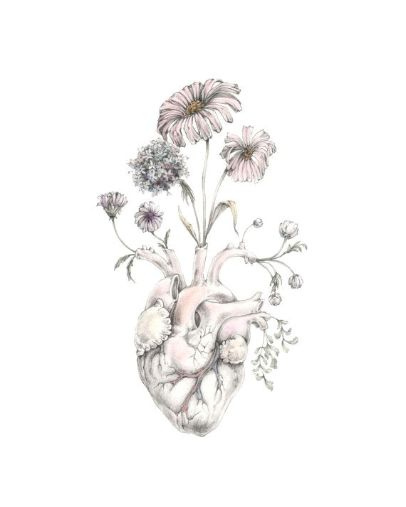 mini print of original drawing watercolor blooming heart painting art anatomy skull nautical