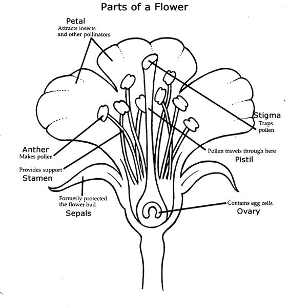 bba80dd249da2fbecdfa46252b386e5e plant science life science jpg