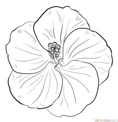 how to draw a hibiscus flower step off the width and height of the picture draw the central parts of the flower and add a line thro