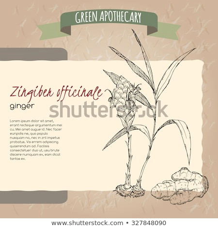 ginger flower plant and root sketch placed on original handmade paper background texture green