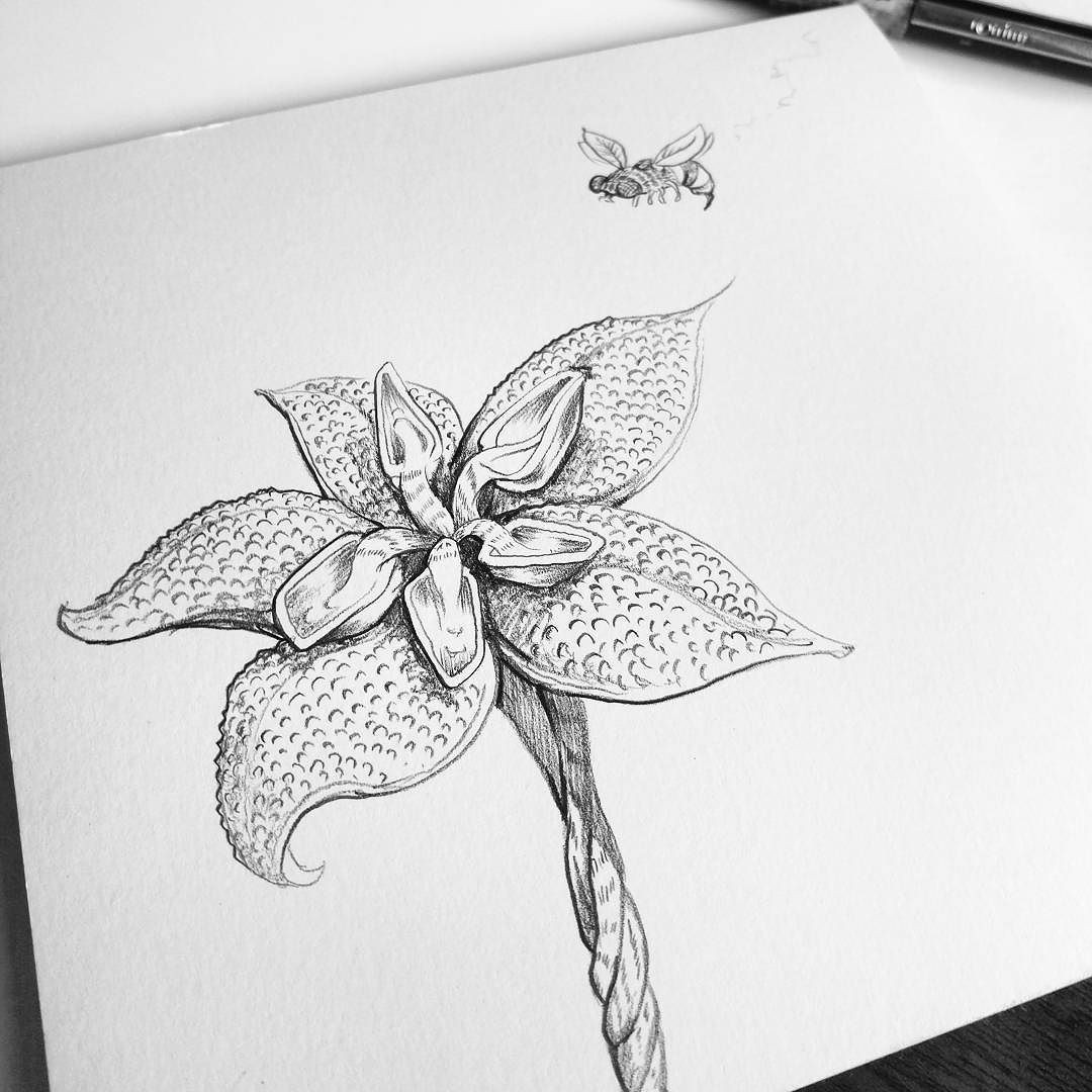creating fantasy flowers for fun pencil drawing doodle floral flower wasp bee garden illustration blackandwhite