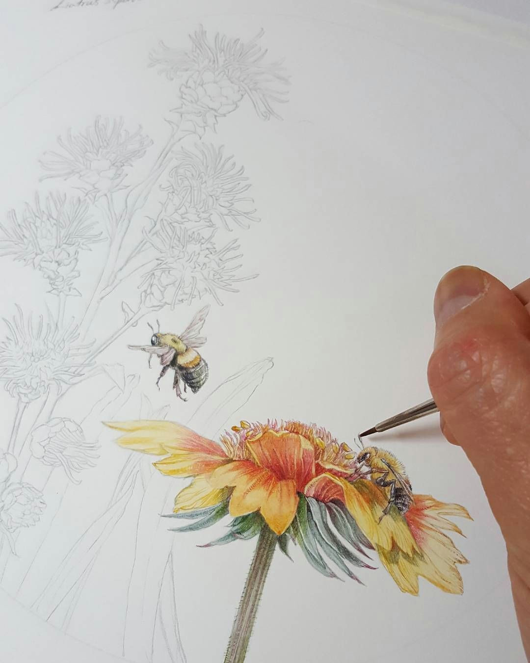 more bumblebees for pollinatorpartnership pollinators flowers bees botanical drawings botanical