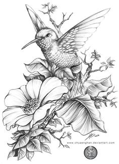 hummingbird