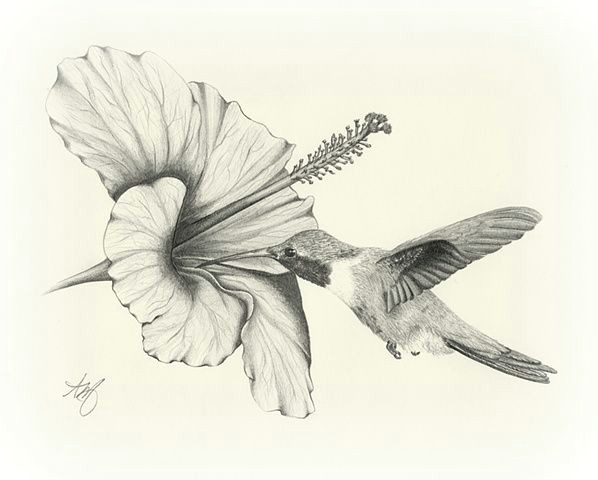 amazing pencil drawings flowers drawing sketch art wildlife bird hummingbird flower hibiscus pencil