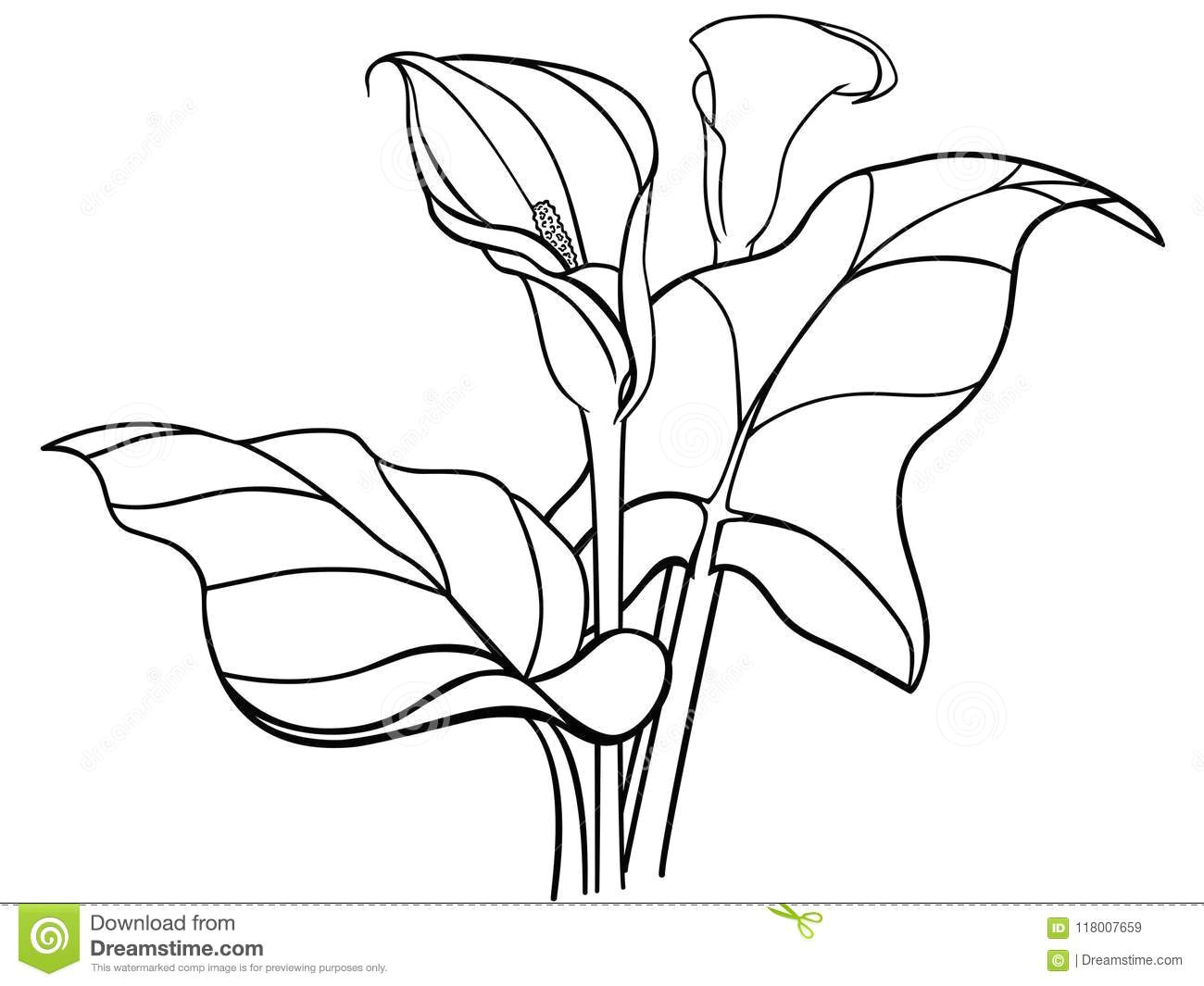 callas flowers with leaves bouquet white callas lilies line drawing bouquet of two callas with leaves