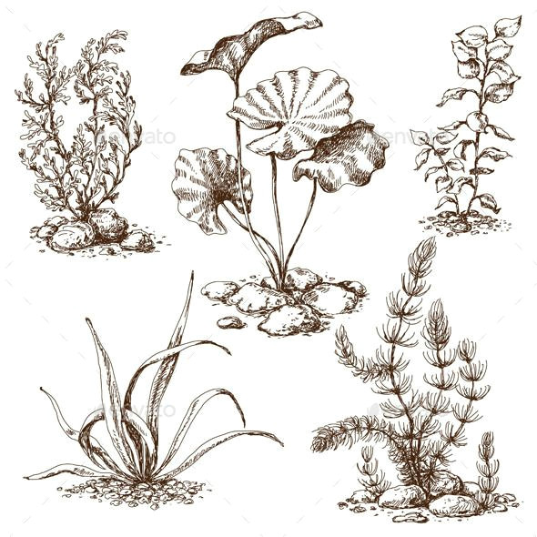 sketch of underwater plants flowers plants nature